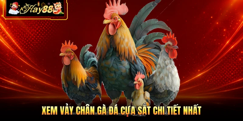 Nhà cái Hay88 Xem vảy chân gà đá cựa sắt chi tiết nhất